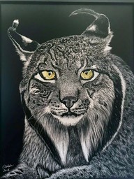 Iberian Lynx. 11x14