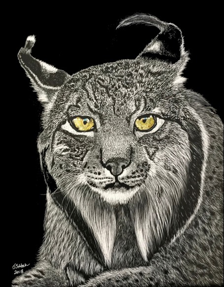 Iberian Lynx