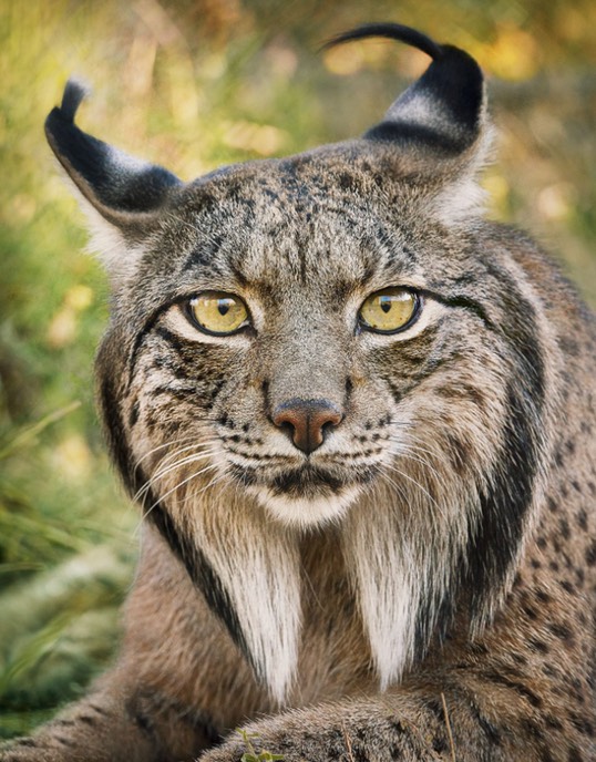 Lynx Tim Flach